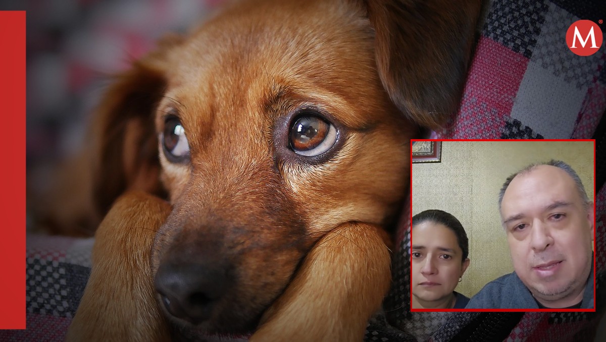Refugio de perritos pide ayuda para no ser desalojados. | ESPECIAL