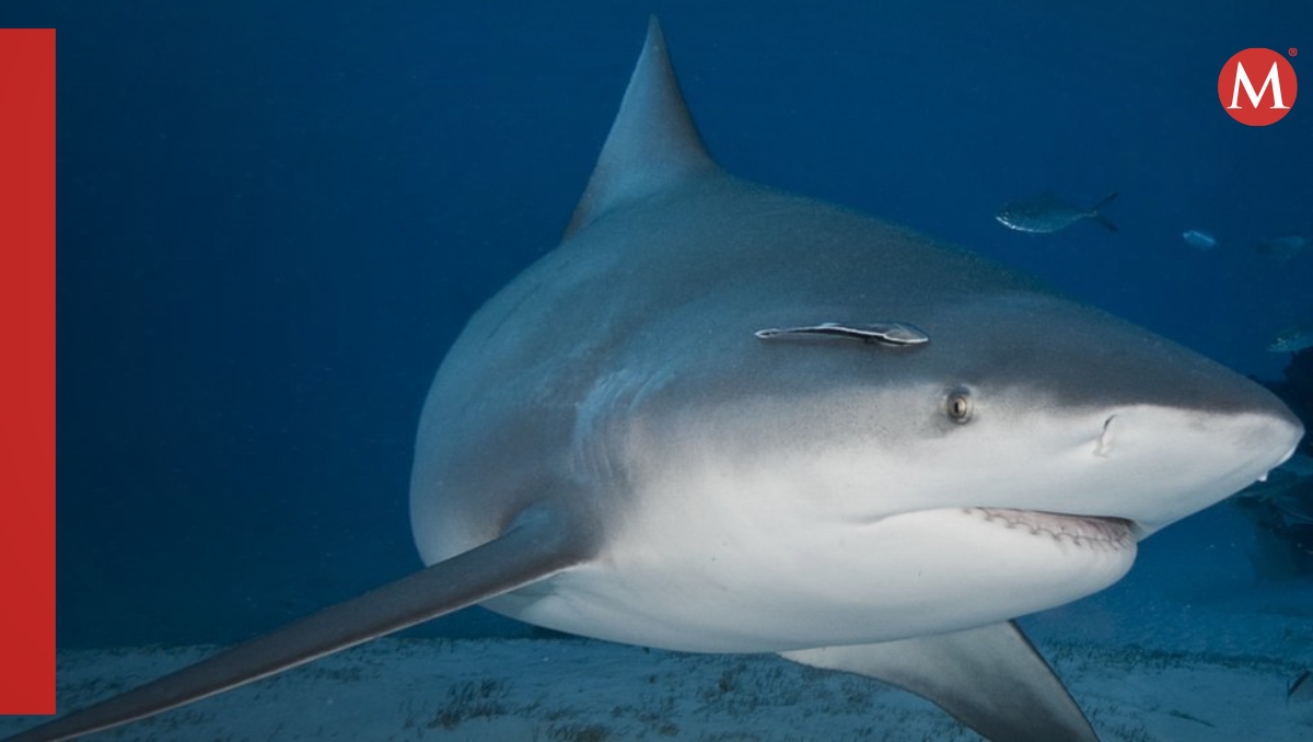 El tiburón toro es uno de los animales más peligrosos del mar | ESPECIAL