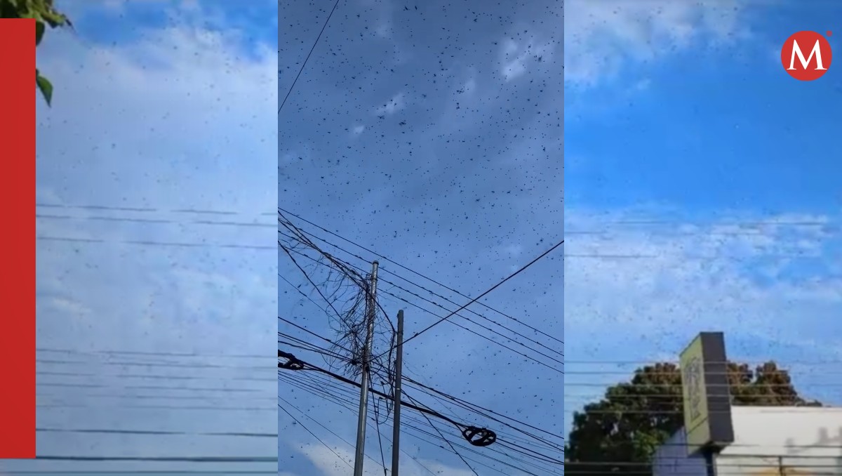 Avistan a miles de langostas en el cielo de Mérida, Yucatán | Cortesía