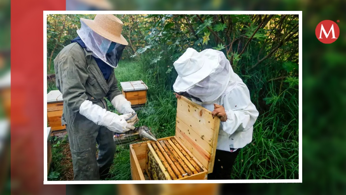 Cambios climáticos afectan producción de miel en el norte de Veracruz