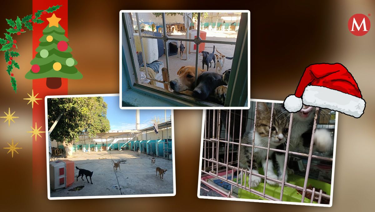 Campaña de adopción navideña.