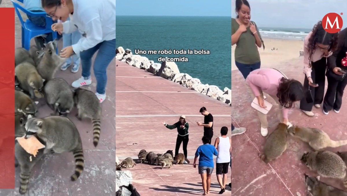 Mapaches quitan comida en playa Miramar.