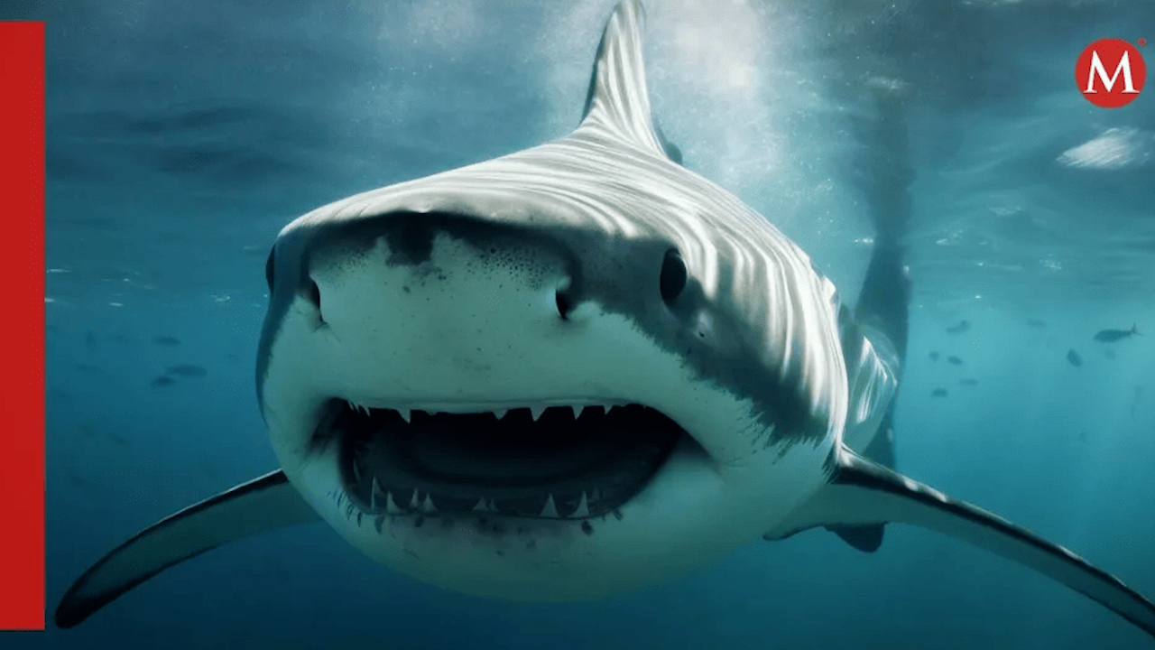 PC de Jalisco anuncia "Bandera Morada" en playas de Cihuatlán tras ataque de tiburón