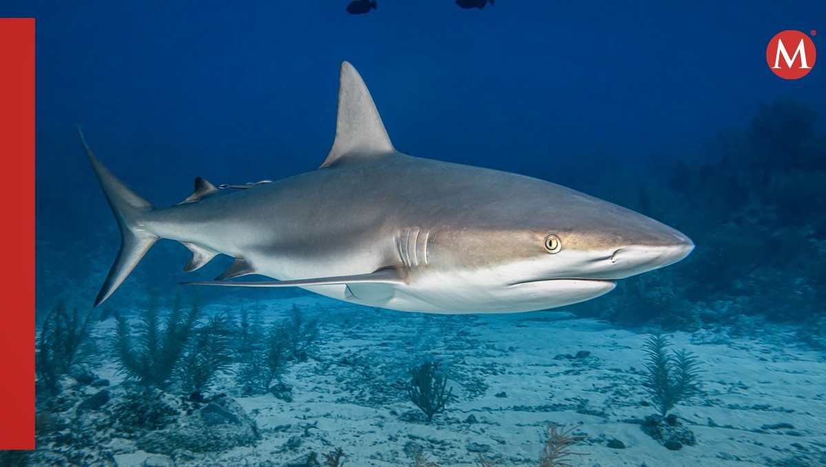 Un tiburón toro atacó a una mujer en Jalisco | Foto: Especial