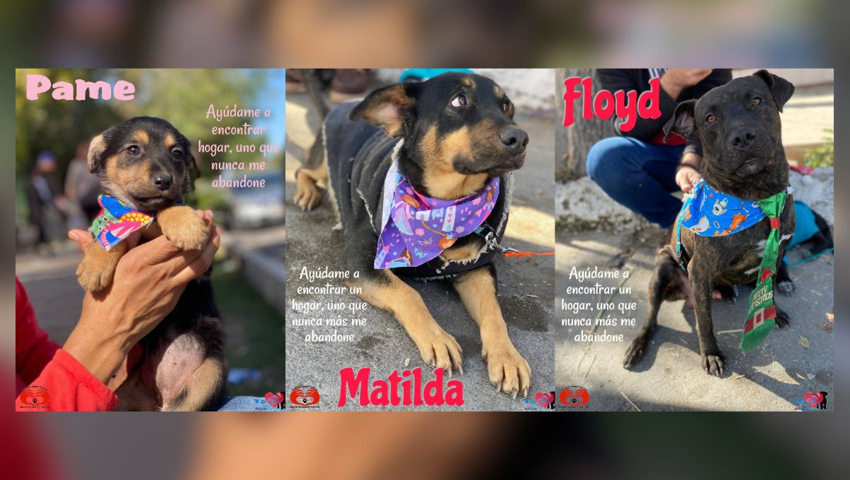 Perritos en adopción en Torreón. | Especial