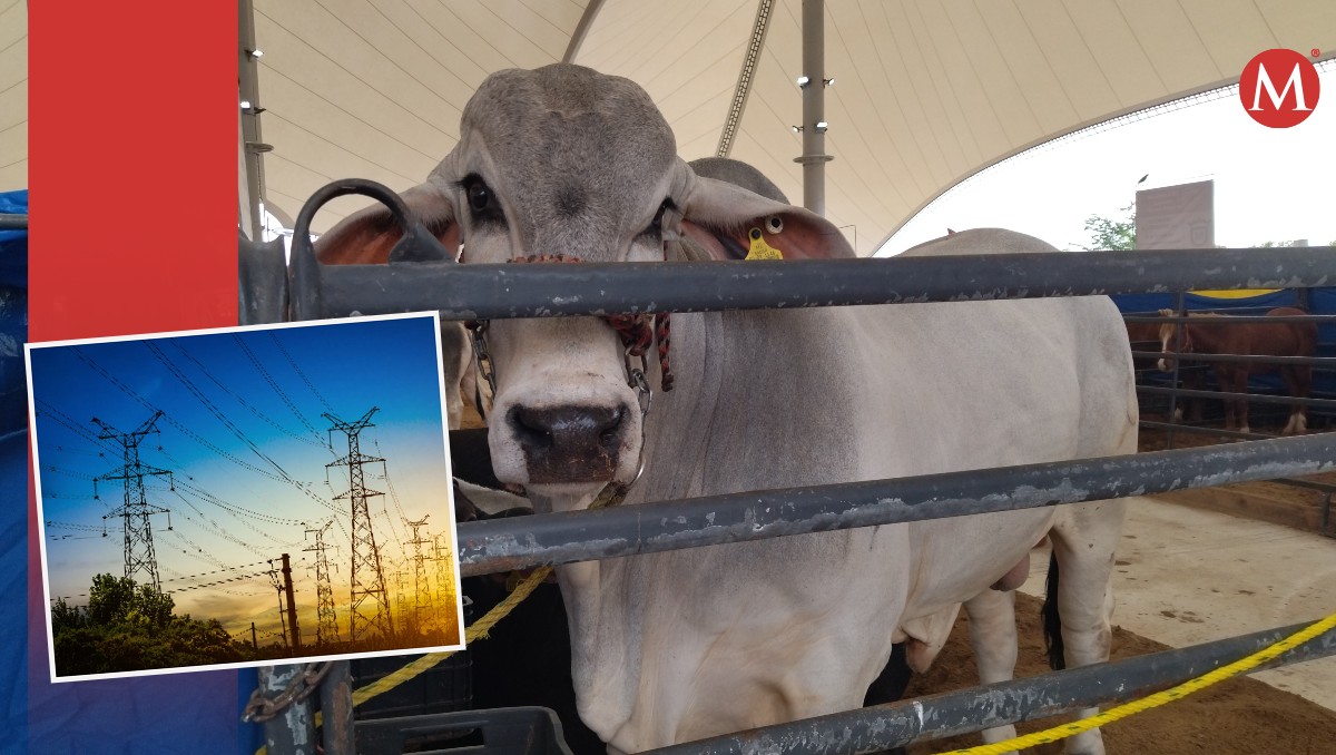 Ganaderos de Tamaulipas recibieron una propuesta de crear energía eléctrica con residuos de la especie.