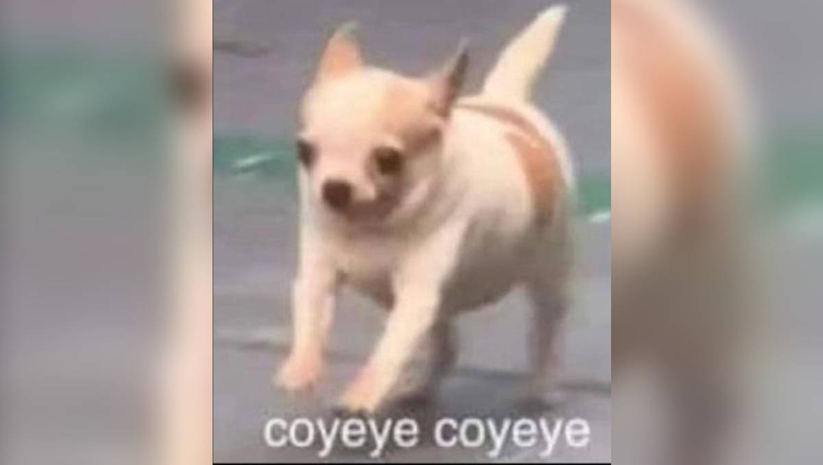 Un poco de risa luego de los nervios; ¿hace falta algún “meme” para alivianar la situación? Compártelo con MILENIO. | Especial
