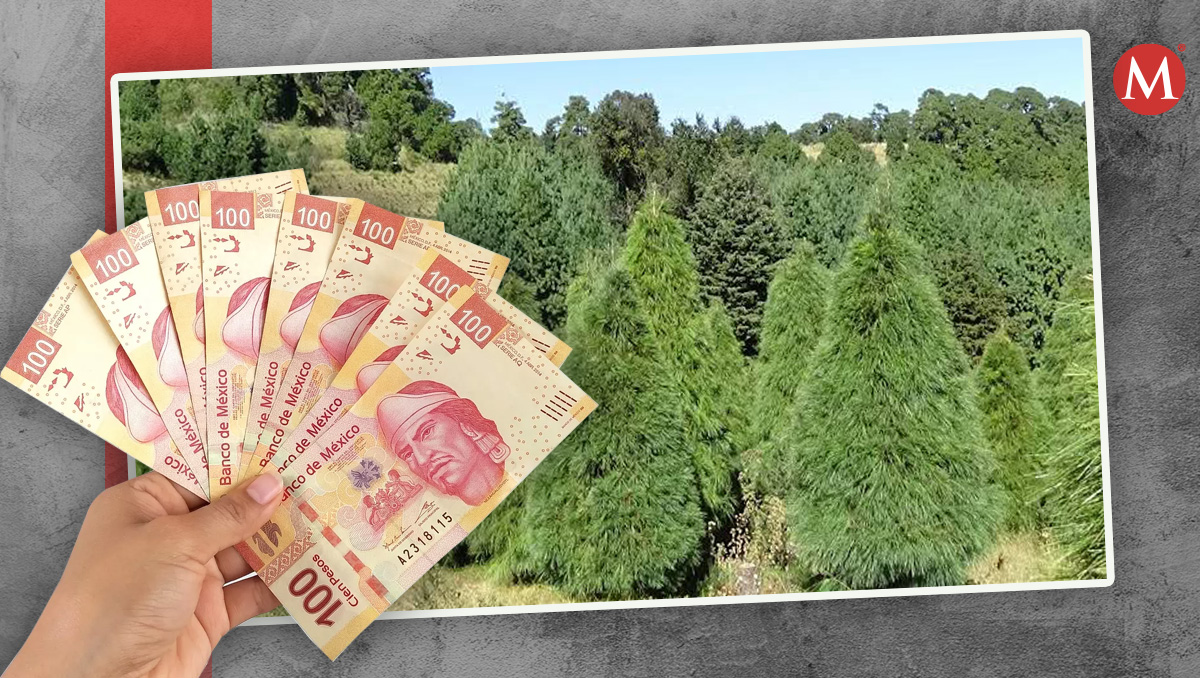 Tianguis para comprar tu árbol de Navidad| Especial