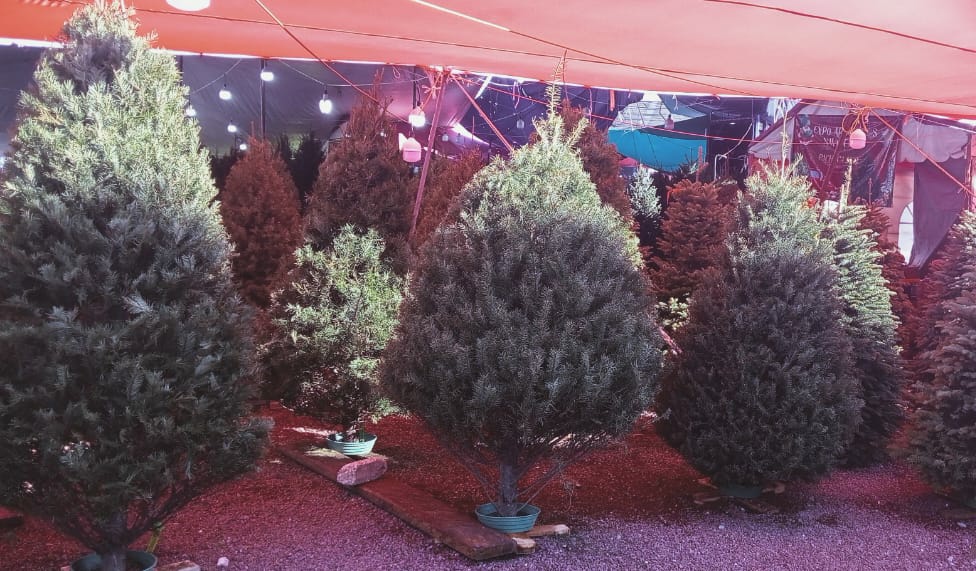 Arboles de navidad en Pachuca. | Óscar García