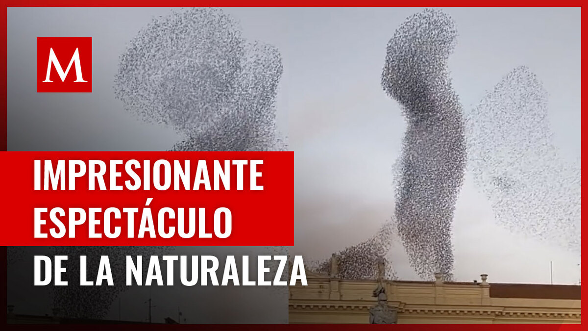 Aves impresionan a usuarios de redes debido a la belleza de sus formas en Italia