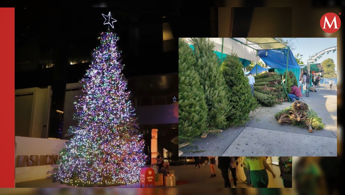 Si buscas un árbol de Navidad, te decimos dónde comprar el mejor en Jalisco (Milenio)