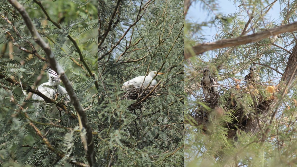 Se han encontrado nidos, ya sea de colibrí o de águila. (Alejandro Jiménez)