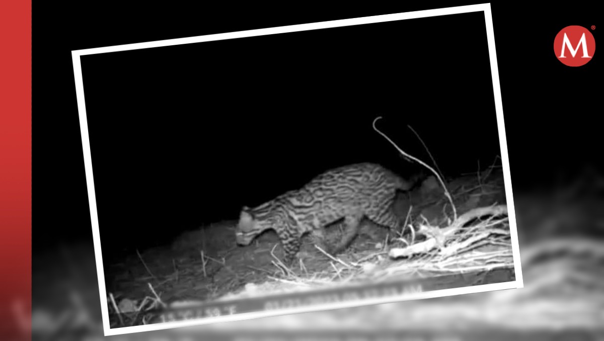 Estudian población de jaguar en Tamaulipas ante disminución de especie