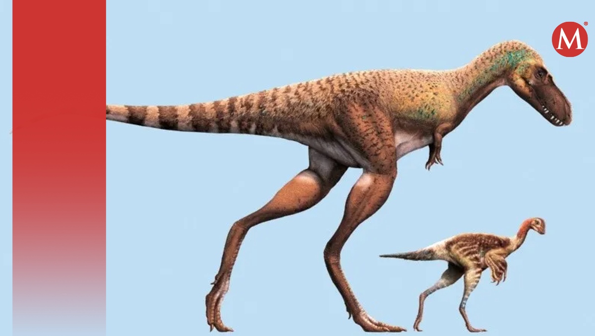 Fósiles muestran crías de dinosaurio desmembradas en el vientre de un pariente del T. Rex. | Foto: Reuters
