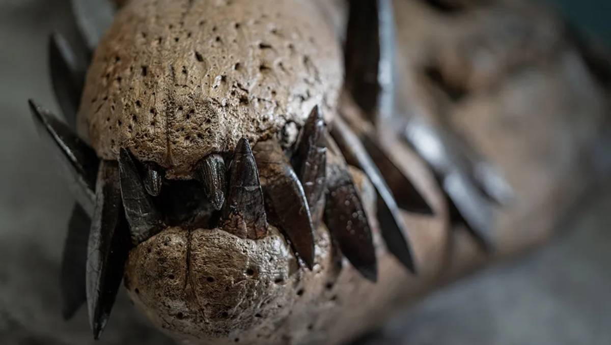 El cráneo tiene 130 dientes casi intactos | BBC