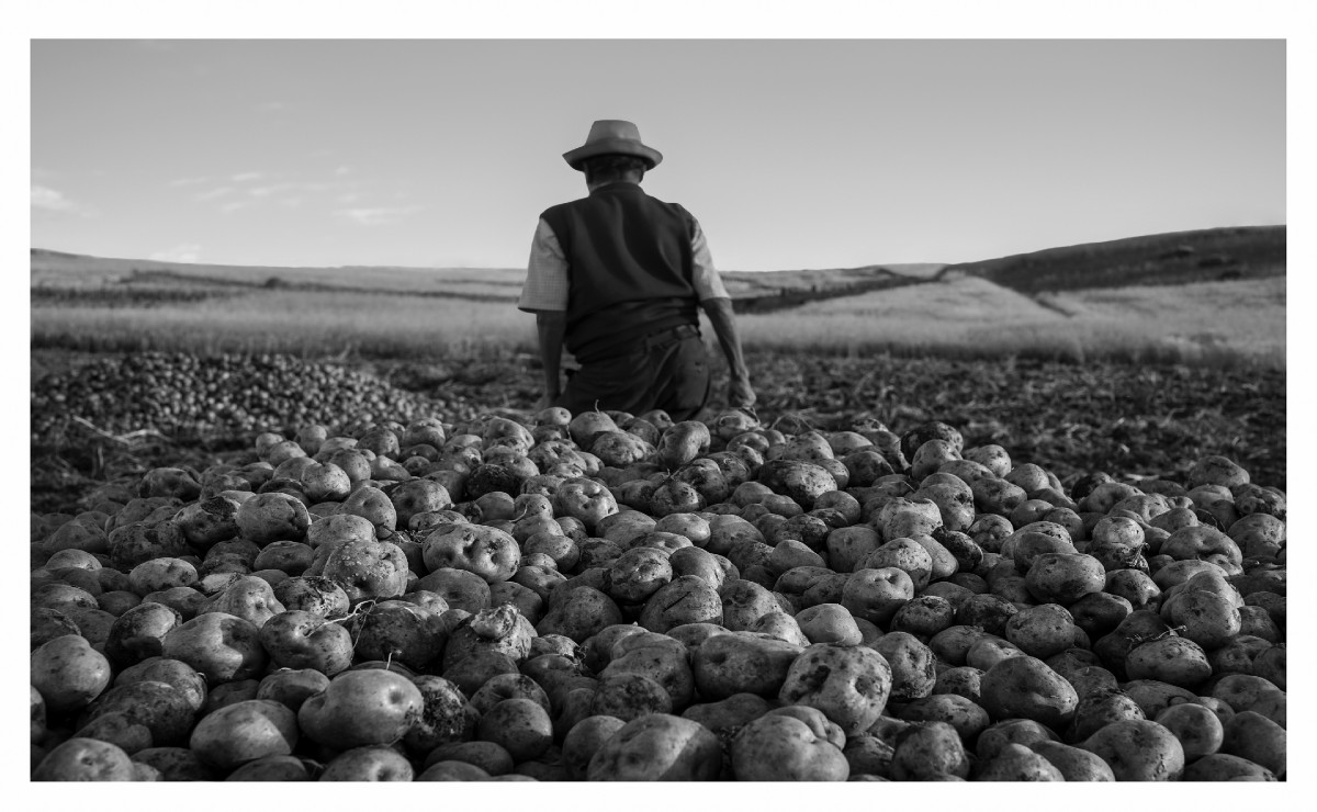 El señor de las patatas. Sandra Pereznieto