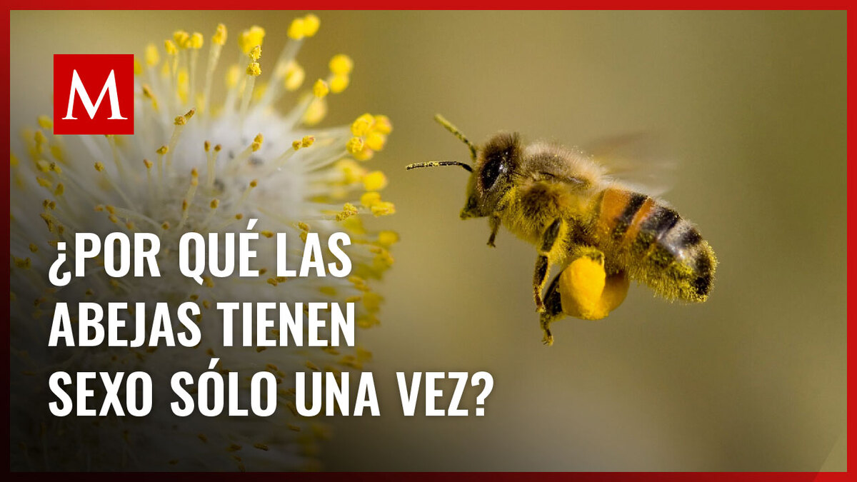 El trágico destino de las abejas macho después del coito