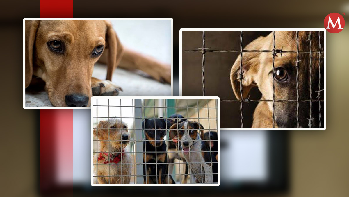 Este 10 de diciembre se celebra el Día Internacional de los Derechos de los Animales