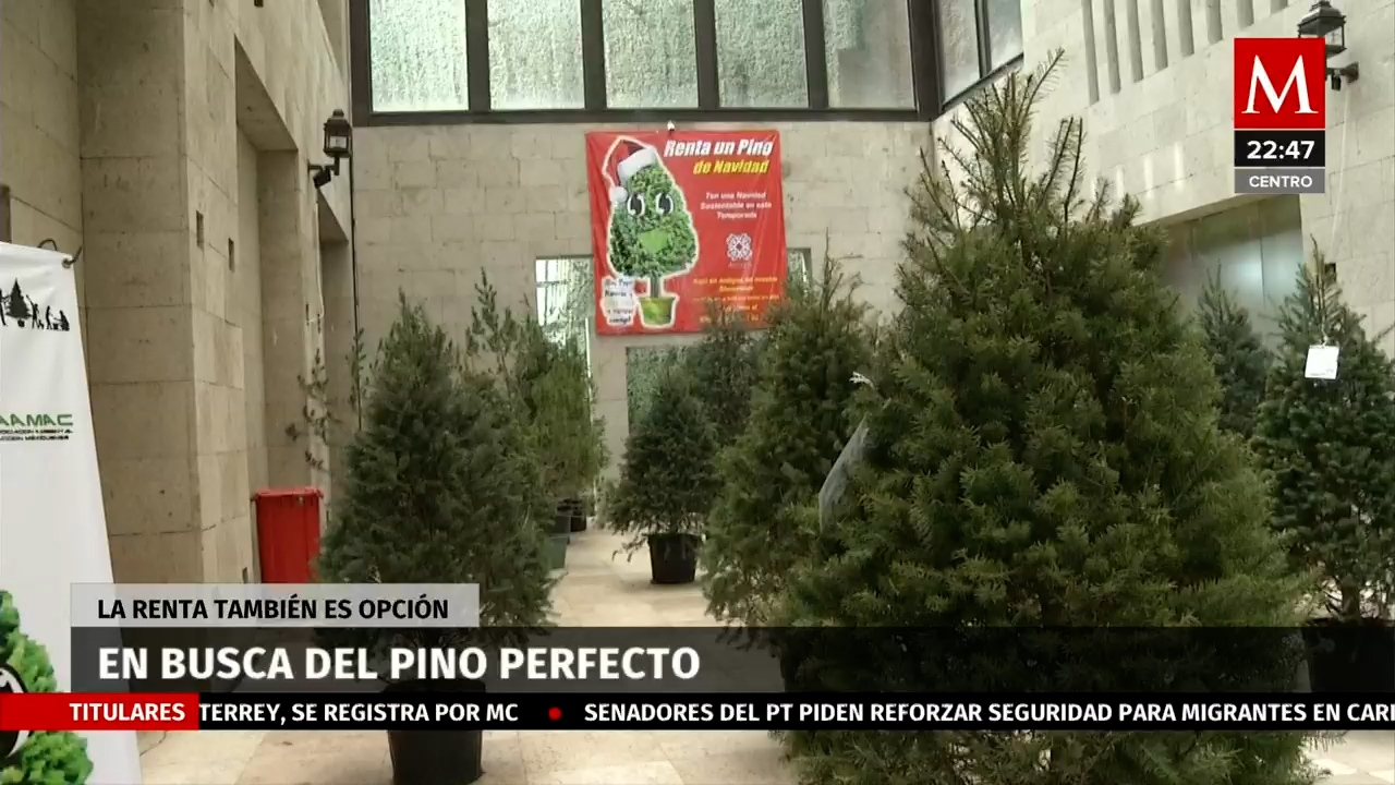 Navidad sostenible: Renta tu pino y celebra la Navidad con conciencia ambiental