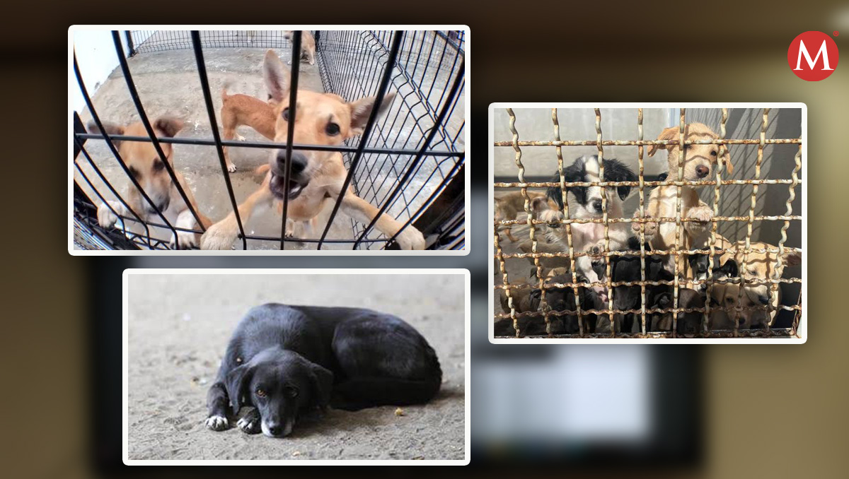 Pese a los avances en protección animal, los actos continúan registrándose en Jalisco