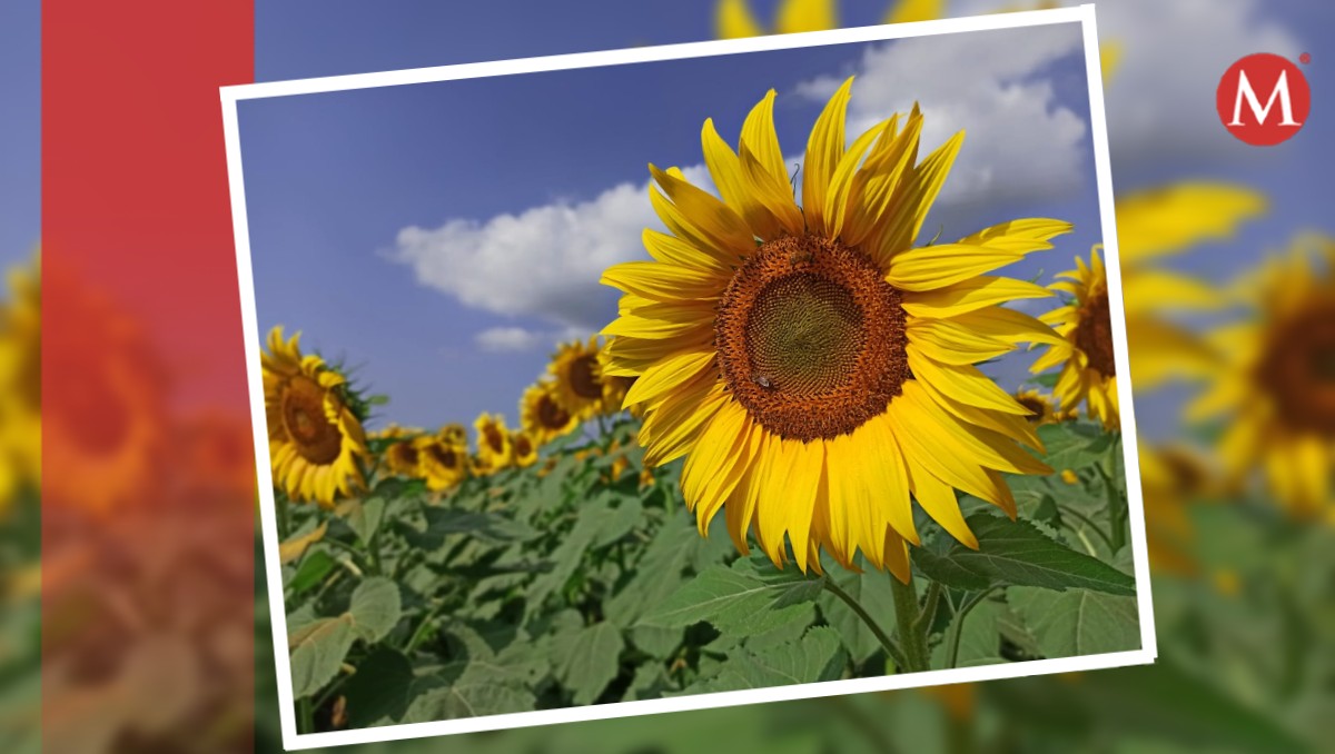 Campo de girasoles en Tamuín, horario, costo, ubicación