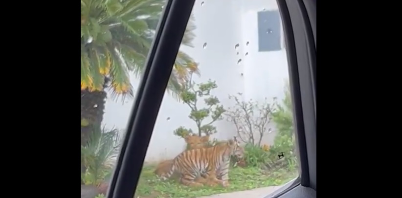 Captan a cachorros de tigre y león en Zapopan. (Especial)