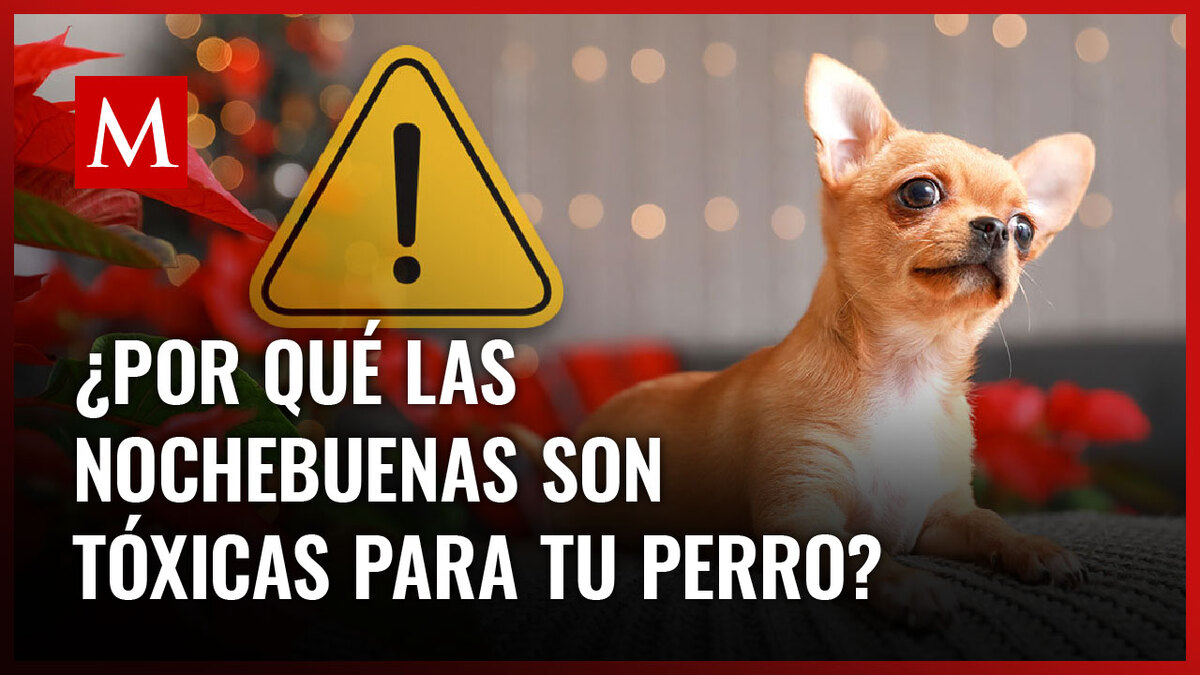 La flor de nochebuena podría ser de cuidado para nuestras mascotas debido a sus propiedades