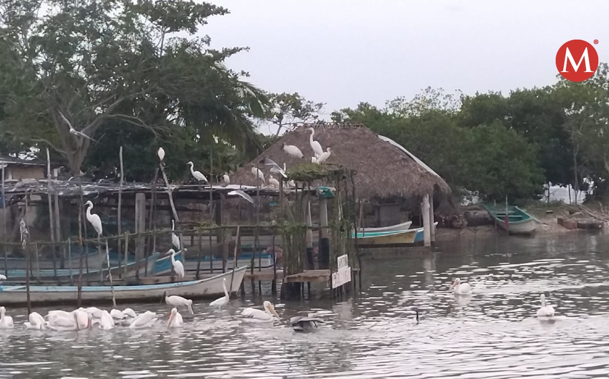 Pelícanos canadienses llegan a laguna del norte de Veracruz