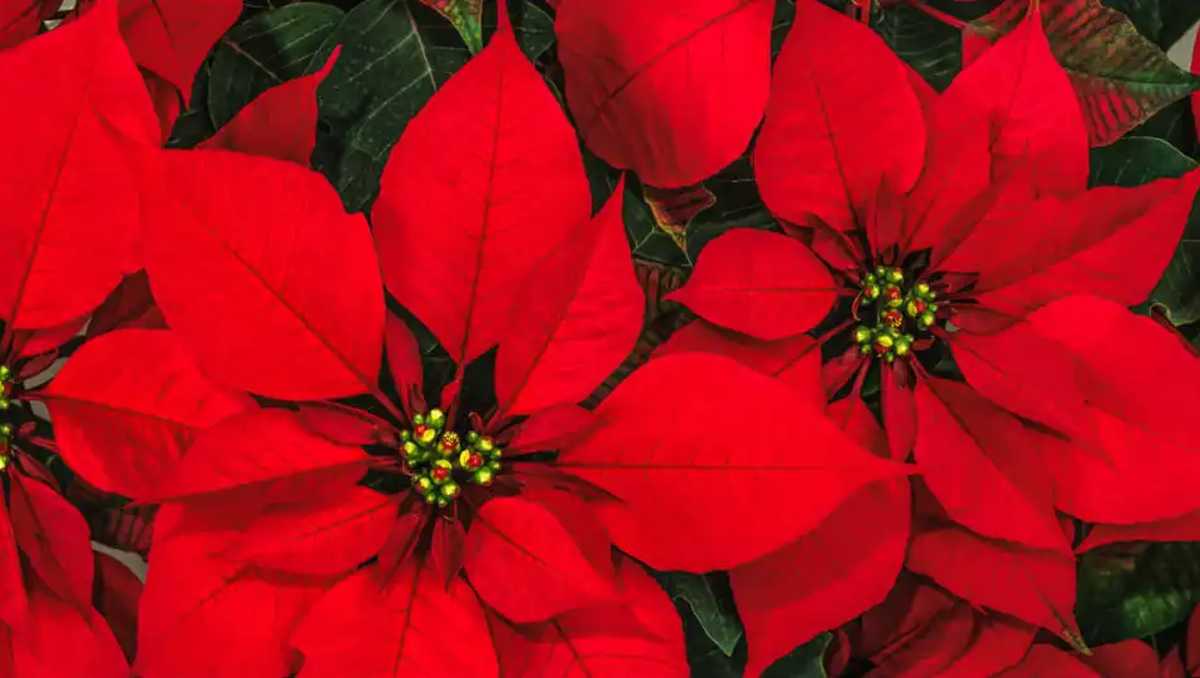 Flor de nochebuena/ Pixabay