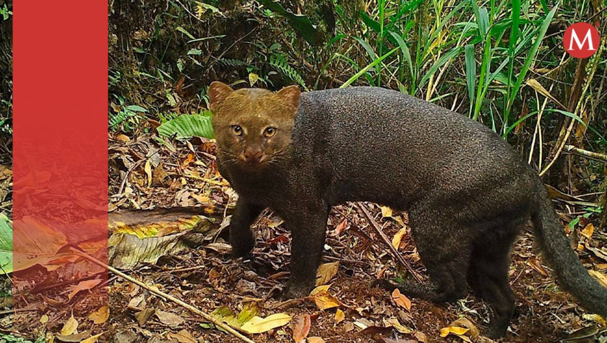 Nuevas especies en Santuario de Machu Picchu. | Especial