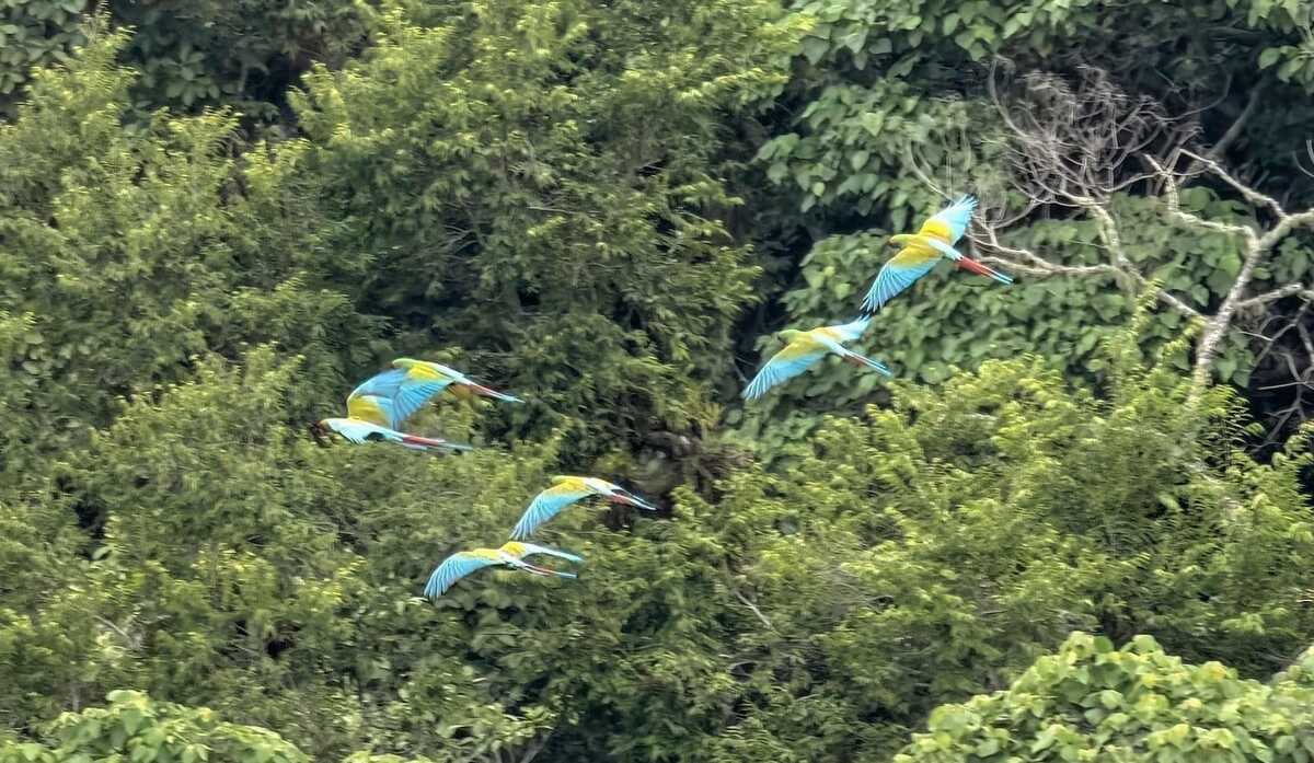 El biólogo Raúl Padilla pido tomar fotografías de las aves en Chapulhuacán.