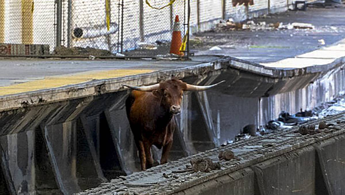 El bovino deambuló por las calles hasta caer a las vías | AP