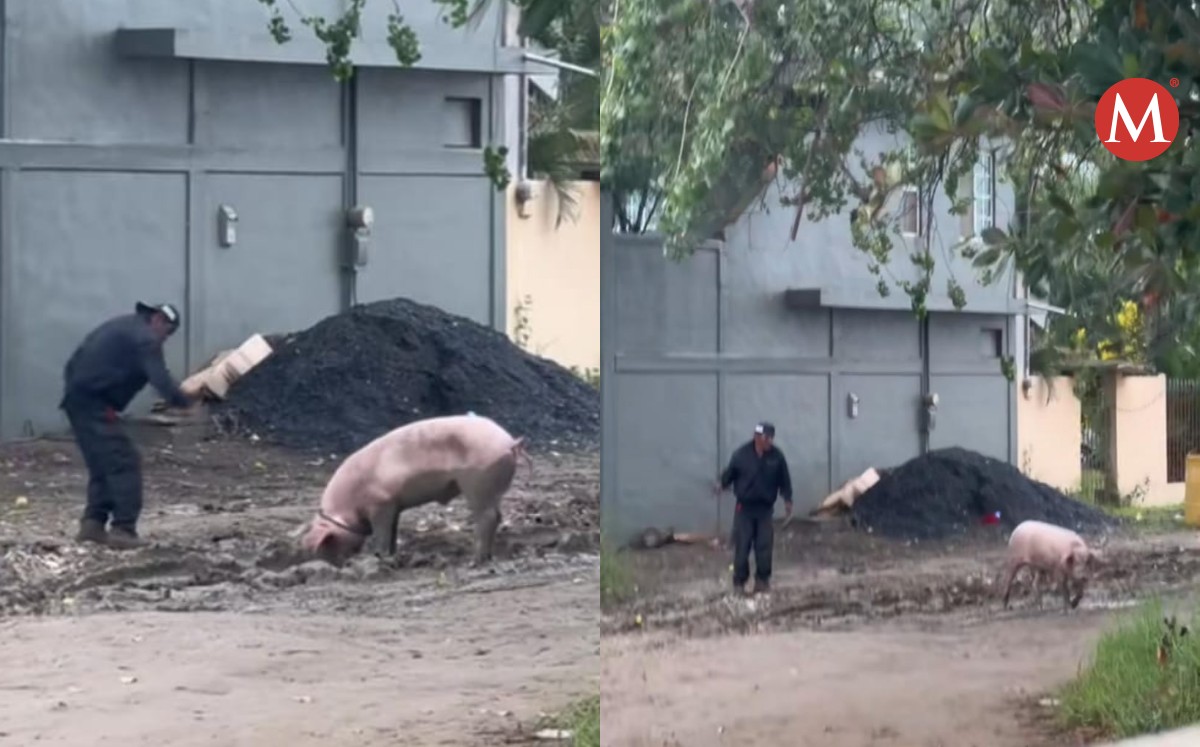 Graban a cerdo en Altamira y causa revuelo en redes sociales