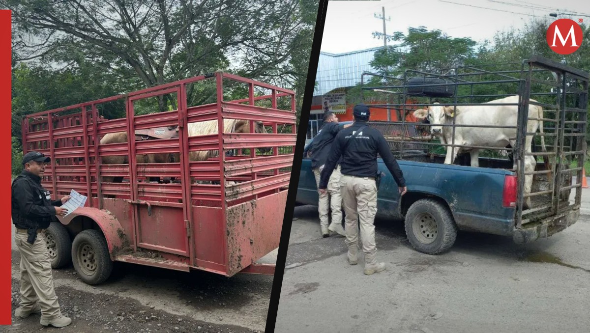 Realizan operativo contra robo de ganado en el norte de Veracruz