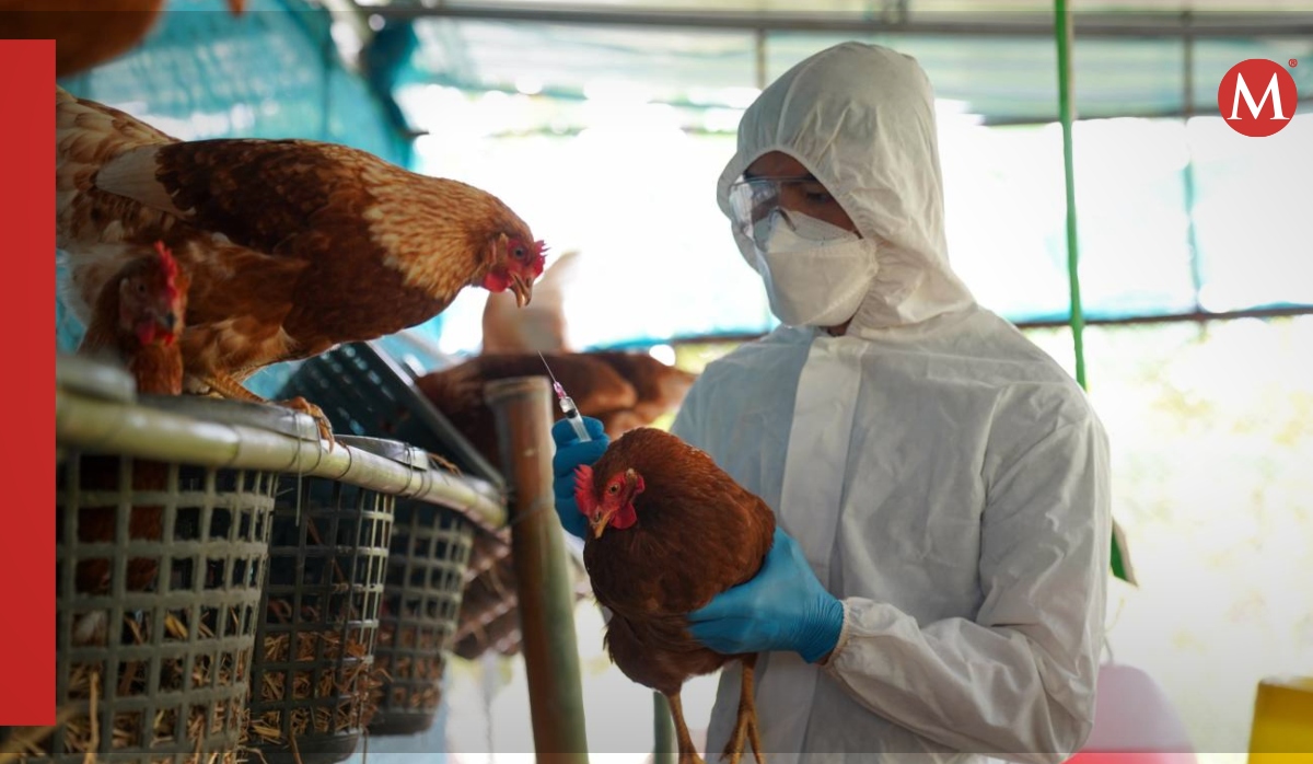 Descubre evolución de un mostal  virus aviar