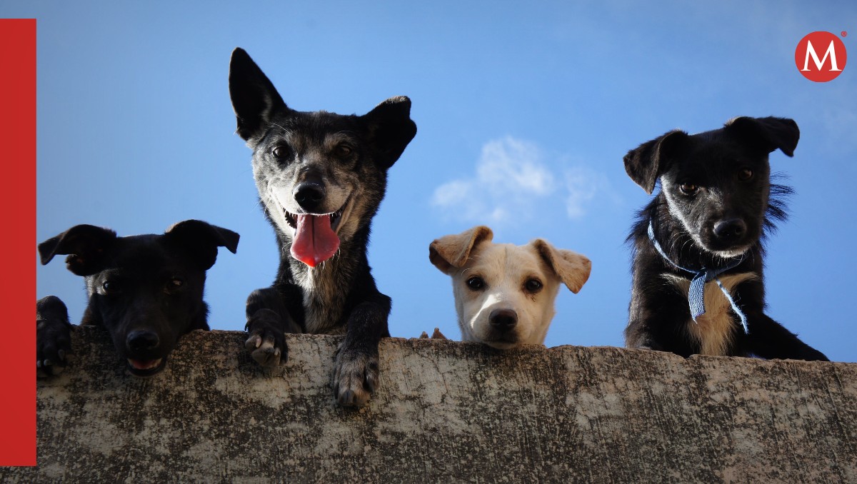Hogar temporal para perritos | Pexles