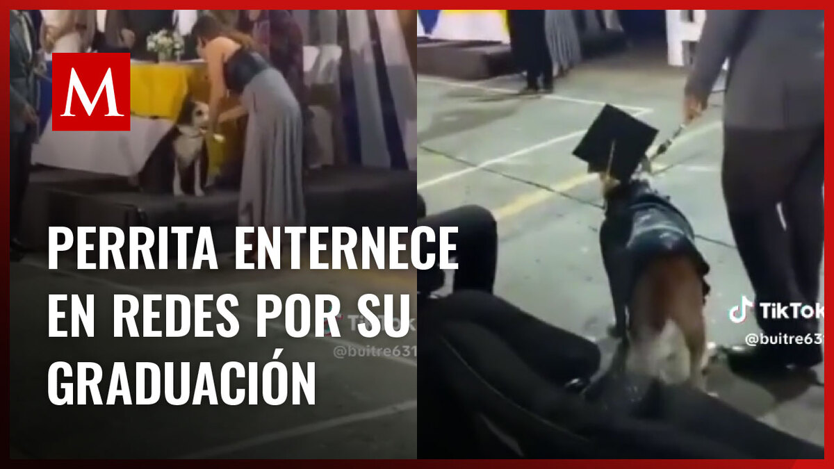 Perrita se "gradúa" del colegio y la tierna escena se viraliza en redes sociales