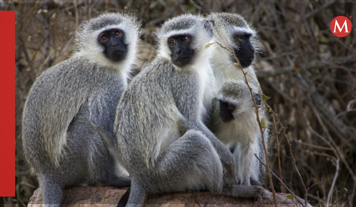 Monos vervet tienen normas sociales dependiendo su grupo