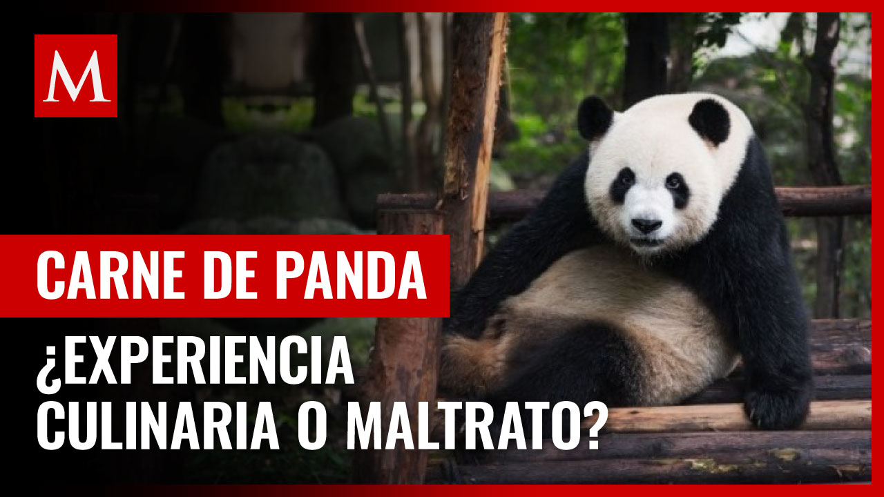 Restaurante Japonés ofrece oso panda y ajolote en su menú