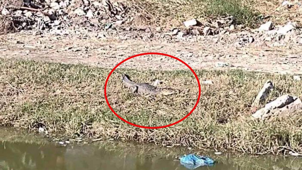 Vecinos están en alerta por presencia de cocodrilo en Ciudad Madero.
