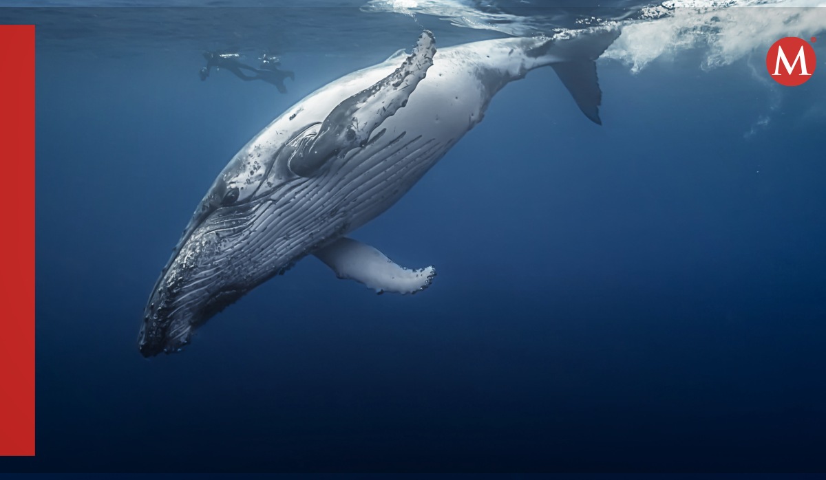 Ballenas desarrollaron su tamaño hace 19 millones de años