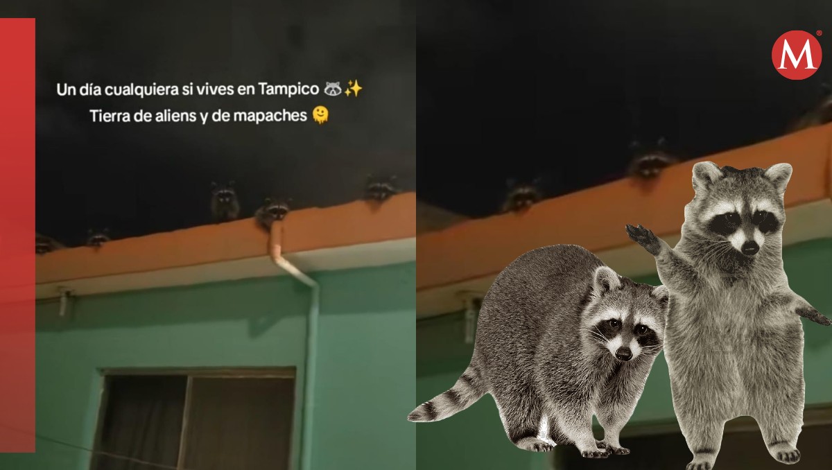 Familia de mapaches visita casa en Tampico