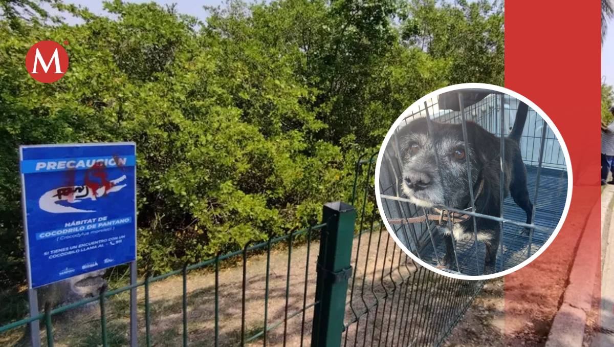 Rescatan a perritos amarrados cerca de hábitat de cocodrilos en Tampico.