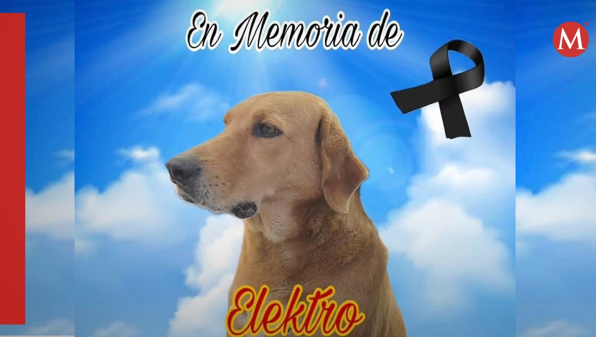 Muere Elektro, perrito adoptado por la tienda Elektra | ESPECIAL