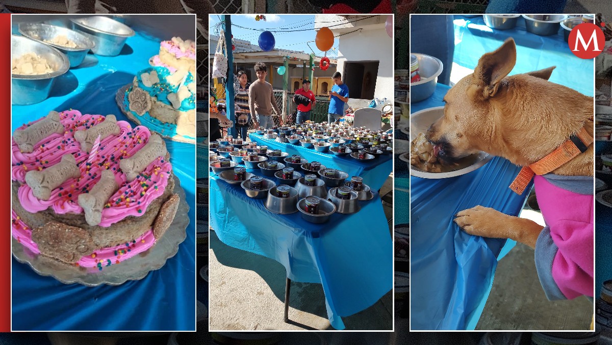 Posada canina 2023 en Matamoros