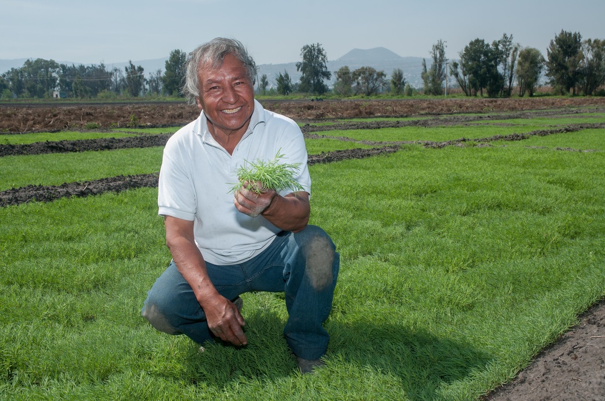 Garantizan la producción de romeritos para fiestas decembrinas. (Foto: Especial)