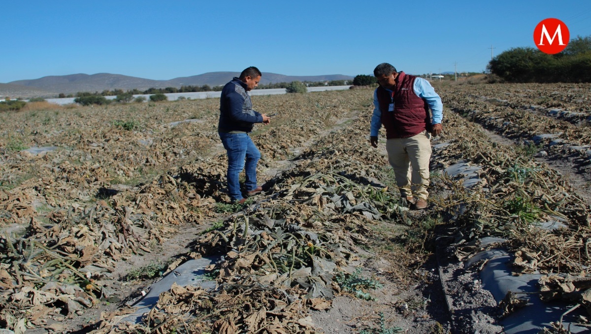 Heladas acaban con producción de hortalizas en Puebla | Especial