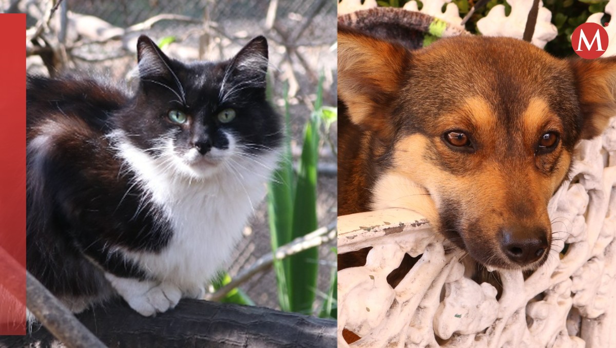 Sedema lanza llamado en Navidad: Animales no son juguetes, son una responsabilidad | Especial