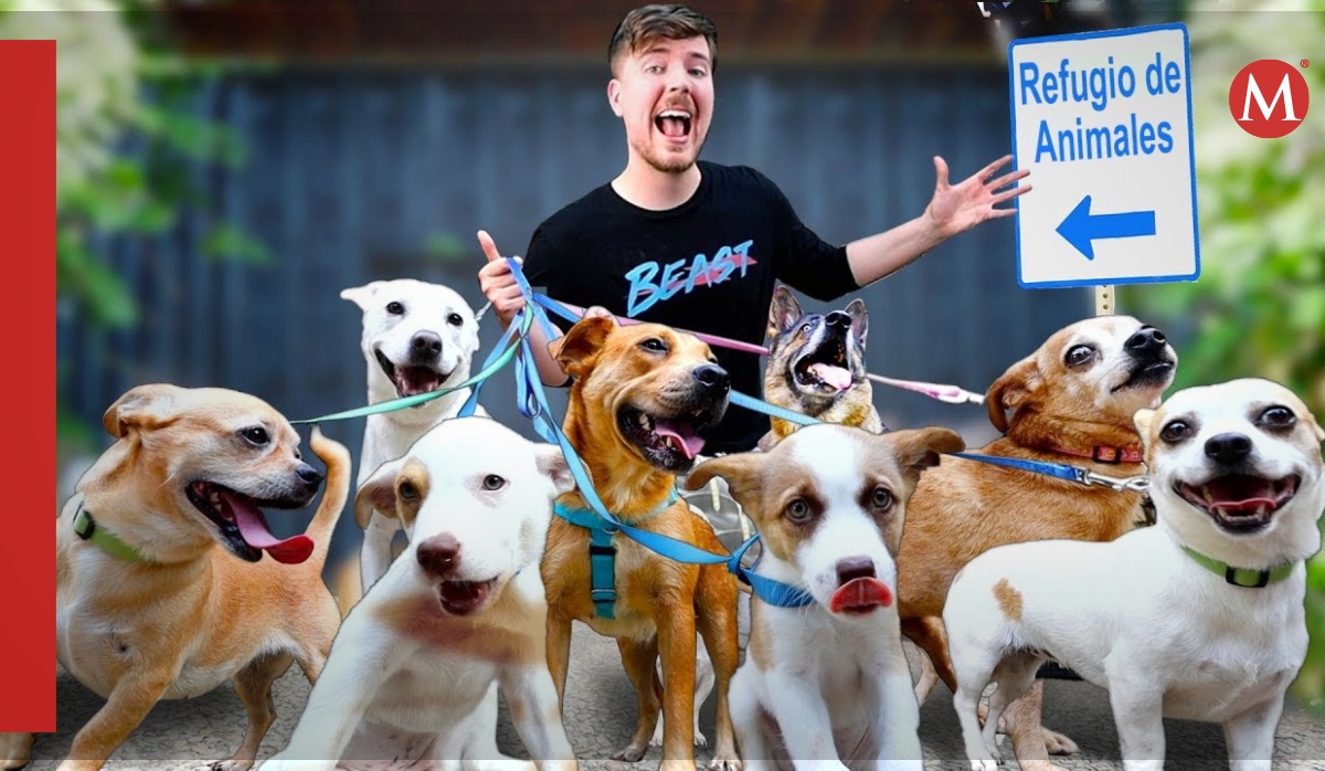 Mr Beast recata a 100 perritos