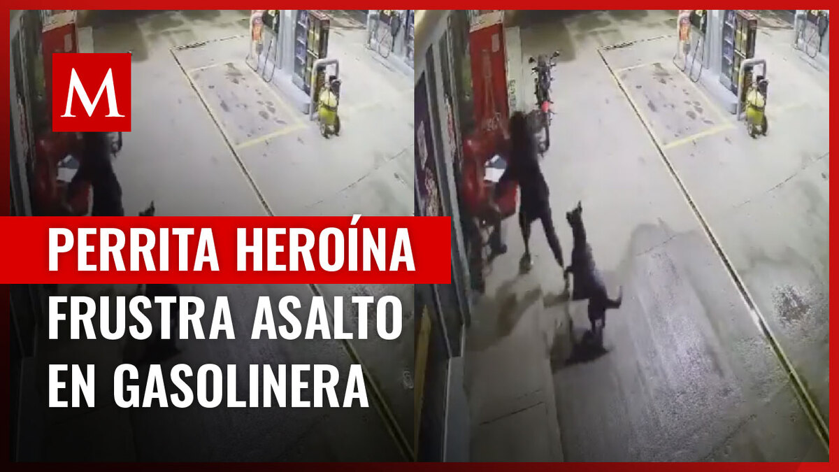 Perrita ayuda a empleado de gasolinera a frustrar un asalto; así fue como reaccionó